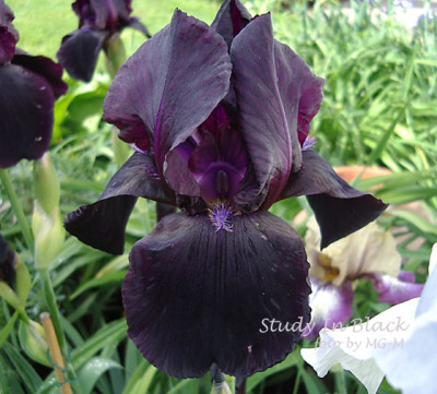 Imgp6182-Study-In-Black.jpg