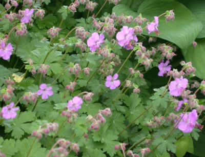 Storchenschnabel_Cambridge_N_26809.jpg