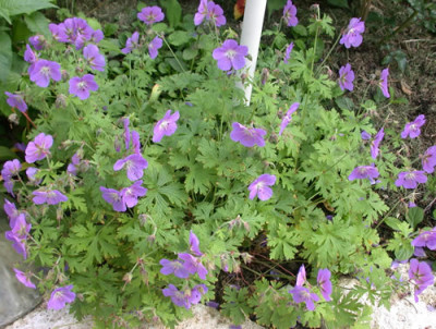 Himalaya-Storchenschnabel_Gravetye_S3_26845.jpg