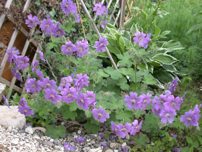 Kaukasus-Storchschnabel_G_26805_jpg.jpg