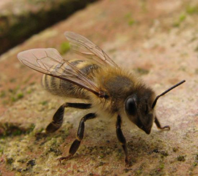 bienchen1.jpg
