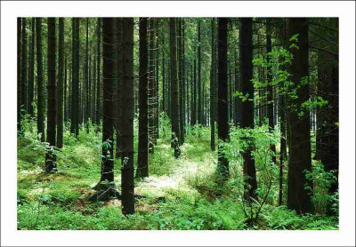 Wald_1_28-05-2005.jpg