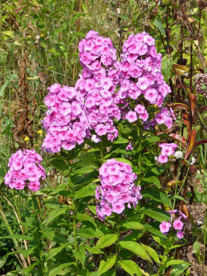 2014-07-27 Phlox 1 'Fondant Fancy'.jpg