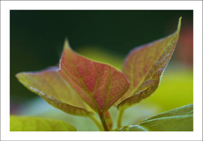 Blatt_.1__28-05-2005.jpg