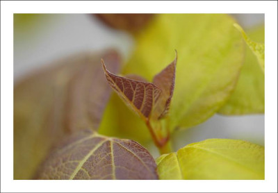 Blatt_.2__28-05-2005.jpg