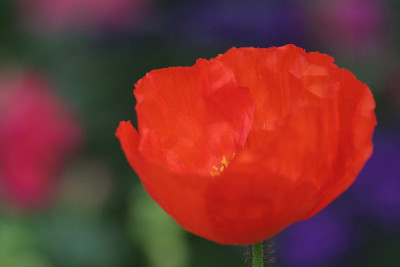 Is-Mohn-Mai-01.jpg