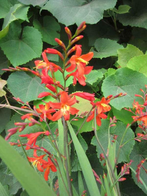Crocosmia Carmine Brilliant.jpg