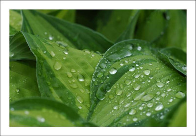 Hosta_1_25-05-2005.jpg