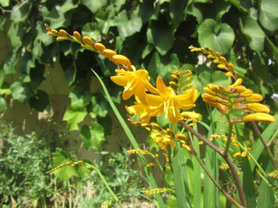 Crocosmia falsch gelb.jpg