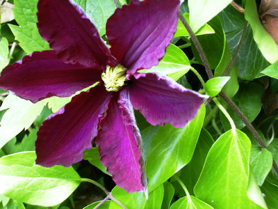 berta02.jpg