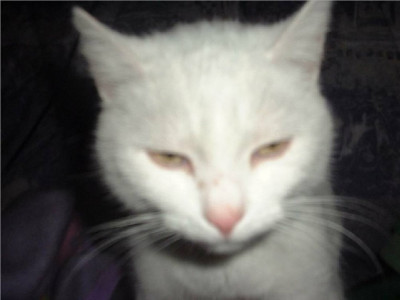 Luna.jpg