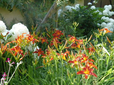 2015-07-20 Hemerocallis 'Crimson Pirate' 2.jpg
