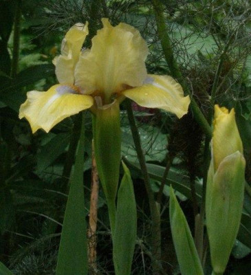 2005-05-05_iris_g_b_m.jpg