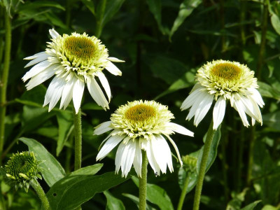 2015-07-11 Echinacea 'Coconut Lime'.jpg