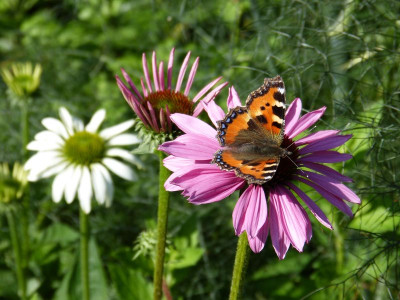 2015-07-20 Echinacea.jpg