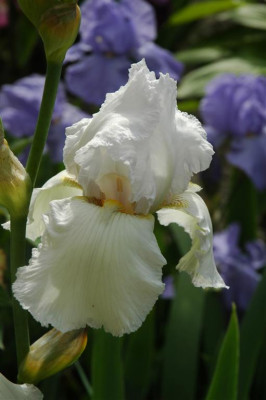 2006H763_Large.JPG