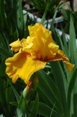2006H765_Large.JPG