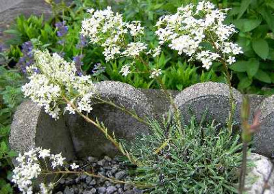 29.5.06._Saxifraga_callosa_001.JPG