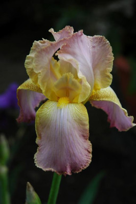 2006H798_Large.JPG