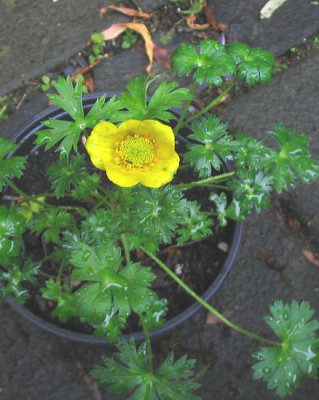Trollius_pumilus_fars.jpg