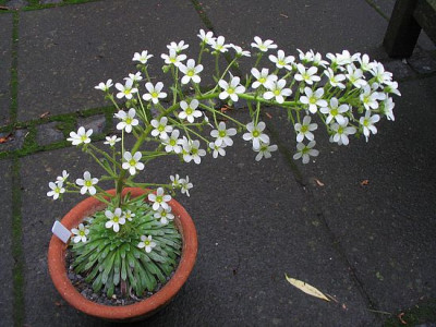 Saxifraga_longifolia_fars_2.jpg