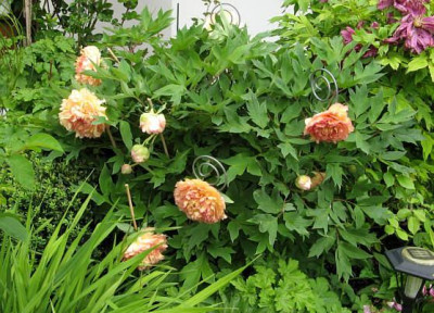 St_Strauchpfingsrose_gelbrot1.jpg