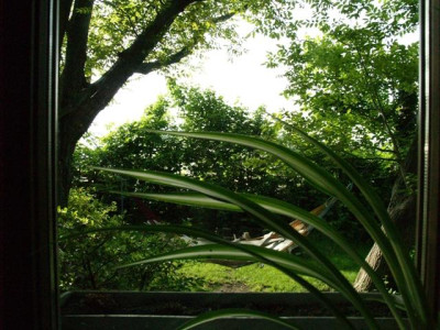 bad_2006-05-15.JPG