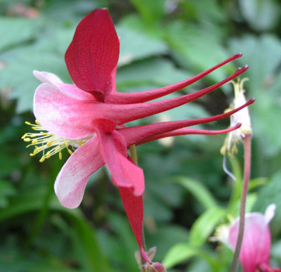 Aquilegia_Crimson_Star_k.jpg