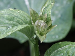 Hostablute_06-01.jpg