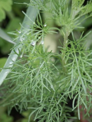 Artemisia_unbekannt-03.jpg