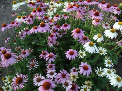 Echinacea 2015.JPG