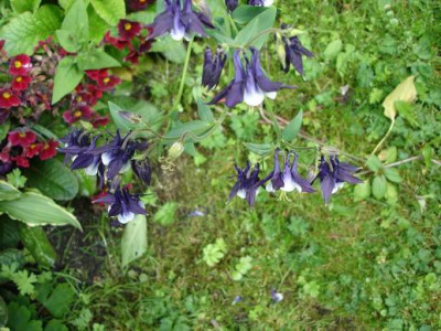 Groenanderung_DSC00953.JPG