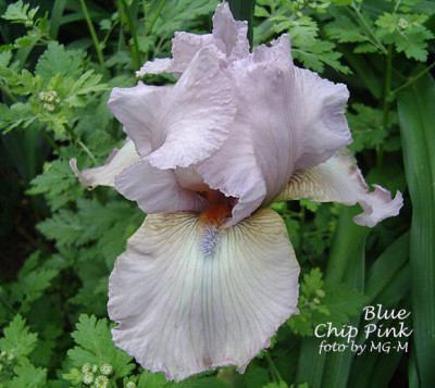 Imgp6237-Blue-Chip-Pink.jpg