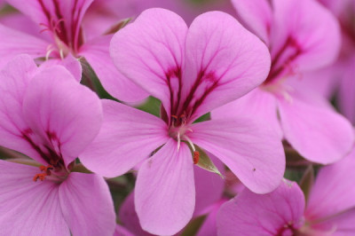 Pelargonie-Mai-01.jpg