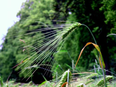 2004_0706Kur0004.jpg