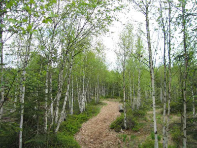 moorbirken.jpg