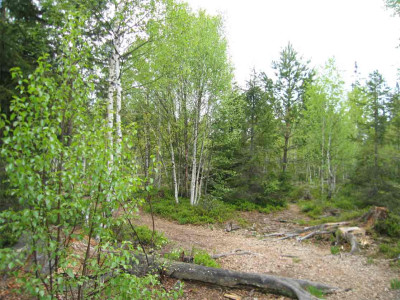 moorbirken3.jpg
