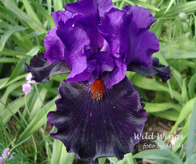 Imgp6220-Wild-Wings.jpg