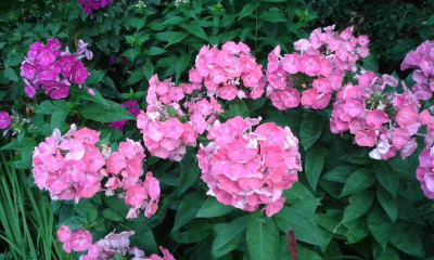 20150721_070853.jpg