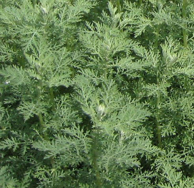 Artemisia_pontica_20060528.jpg