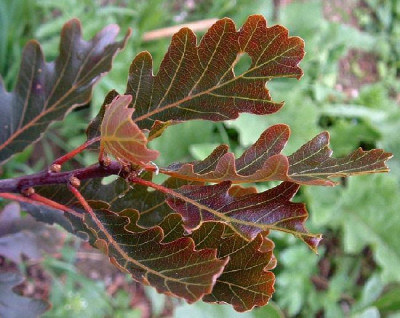 Q_petraea_Purpurea2-f.jpg