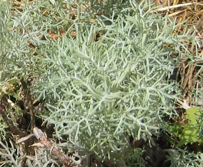 Artemisia_alba_canensis_20060528.jpg