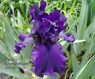 Imgp6272-Dusky.jpg