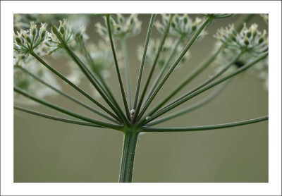 Wiesenkerbel_1_29-05-2005.jpg
