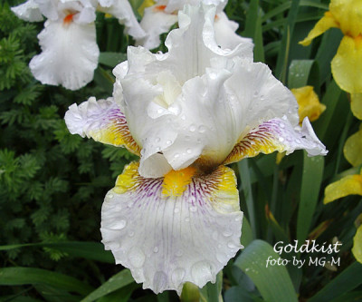 Imgp6286-Goldkist.jpg