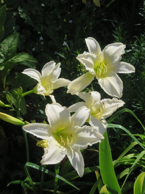 Berleyer Sweet Bianca_2442.jpg