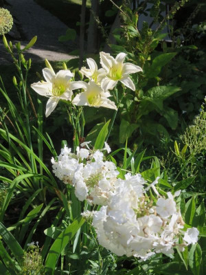 Sweet Bianca und Phlox_2443.jpg