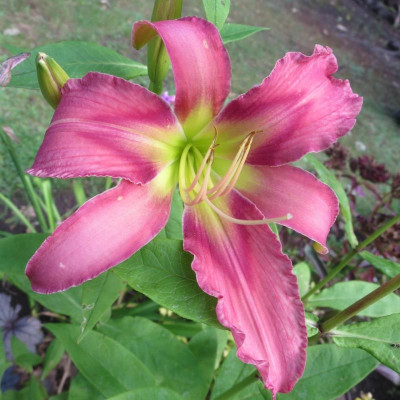'rote Venus'_2441.jpg