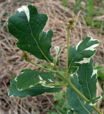 Q_robur_Argenteovariegata2-f.jpg