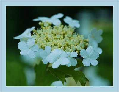 Hortensie_X_2_29-05-2005.jpg